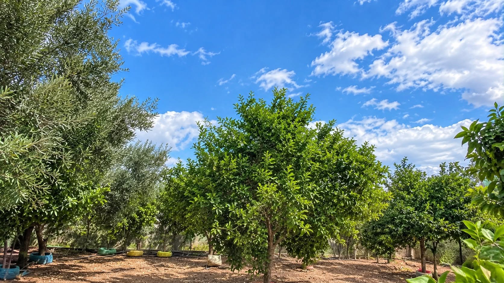 Hammamet&nbsp;Hammamet&nbsp;Terrain&nbsp;Terrain agricole&nbsp;Terrain les champs
