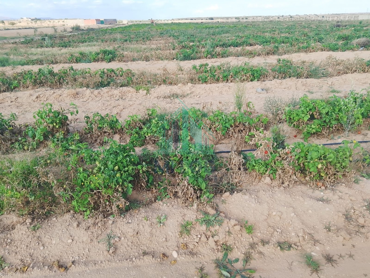Kasserine Nord&nbsp;Magdoudech&nbsp;Terrain&nbsp;Terrain agricole&nbsp;Une ferme de 6h � kasserine nord magdoudech