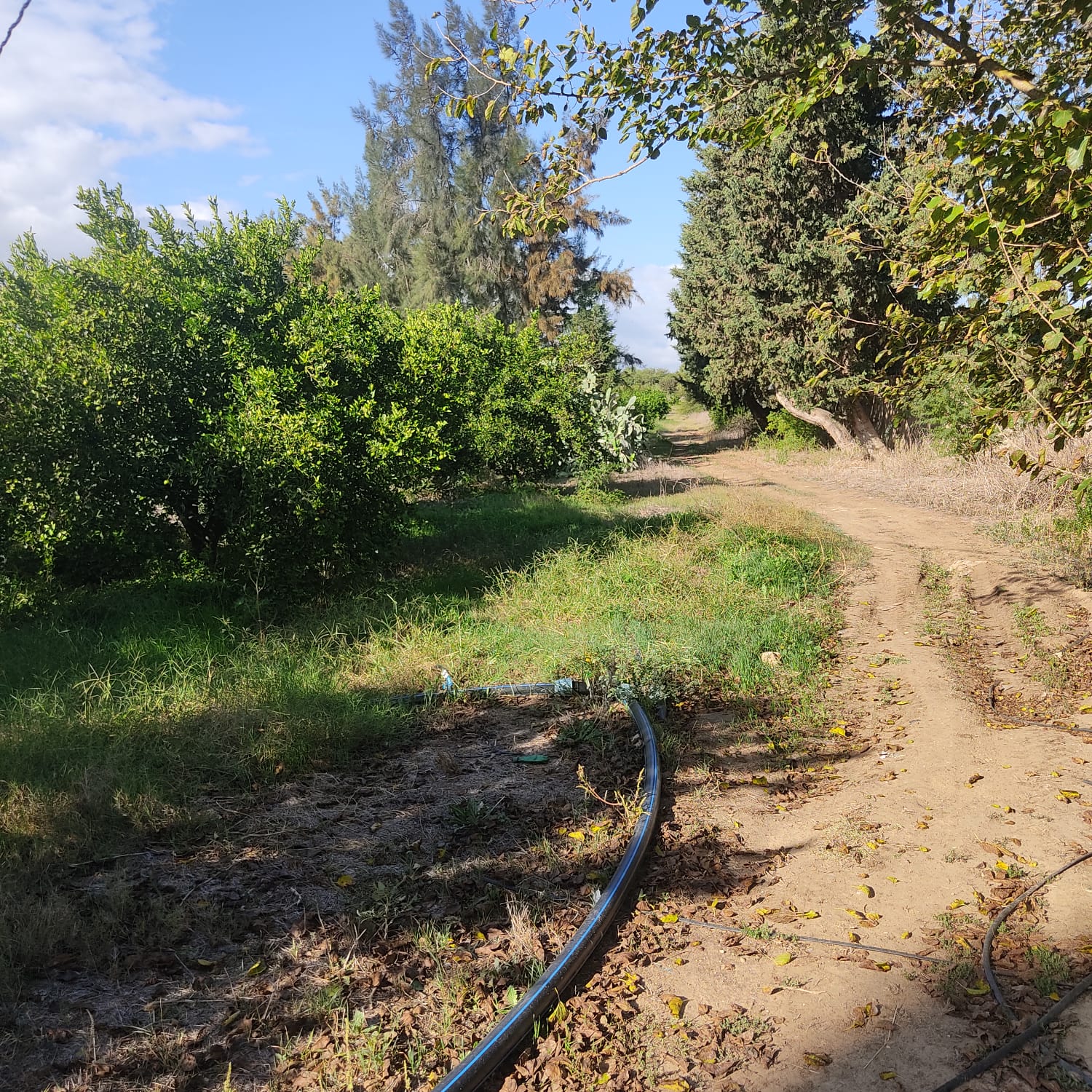 Soliman&nbsp;Soliman&nbsp;Terrain&nbsp;Terrain agricole&nbsp;24 hec menzel bouzelfa