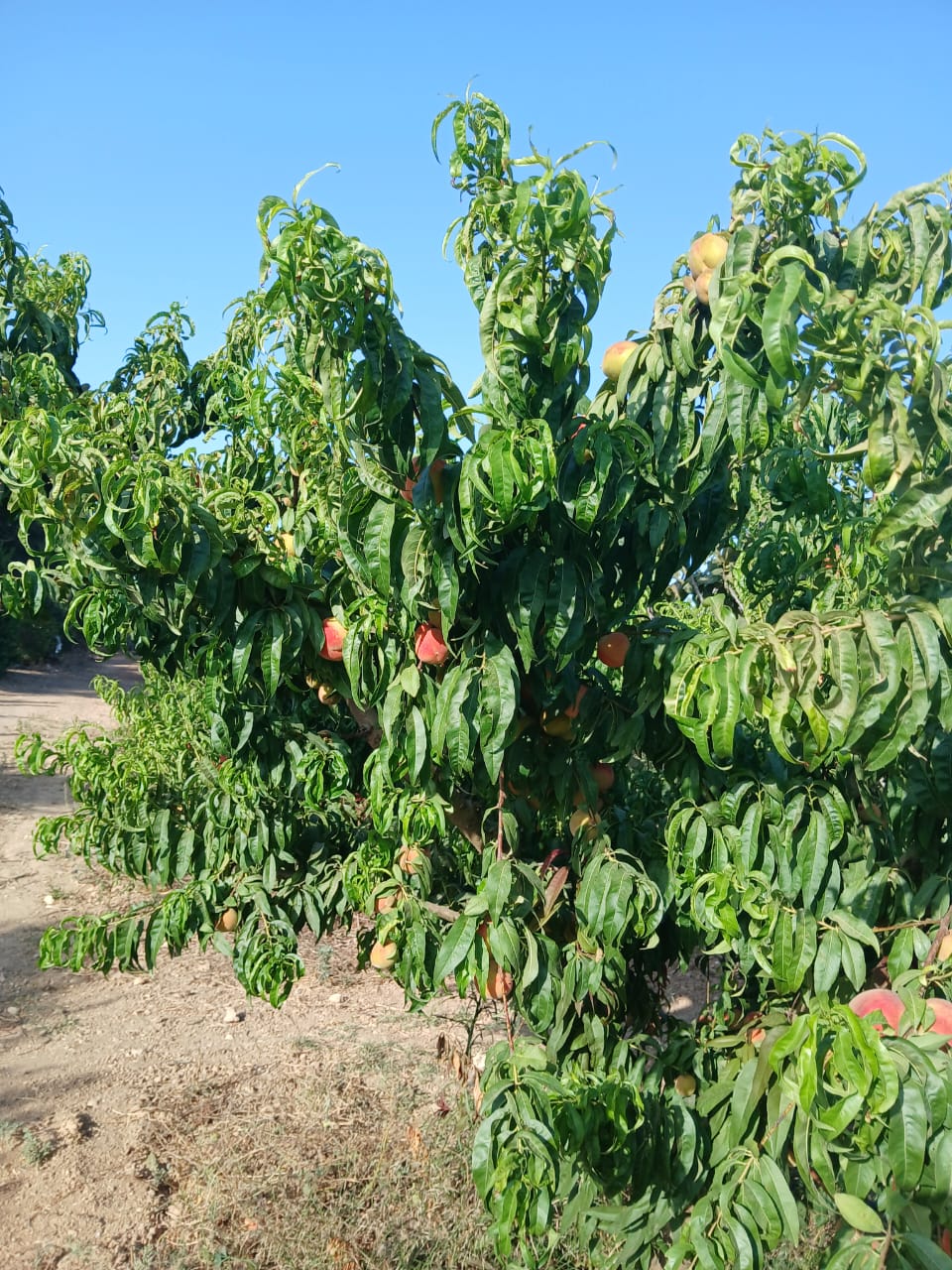 El Alia&nbsp;El Alia&nbsp;Terrain&nbsp;Terrain agricole&nbsp;Ferme agricole de 2 hectares � el khatmine bizerte
