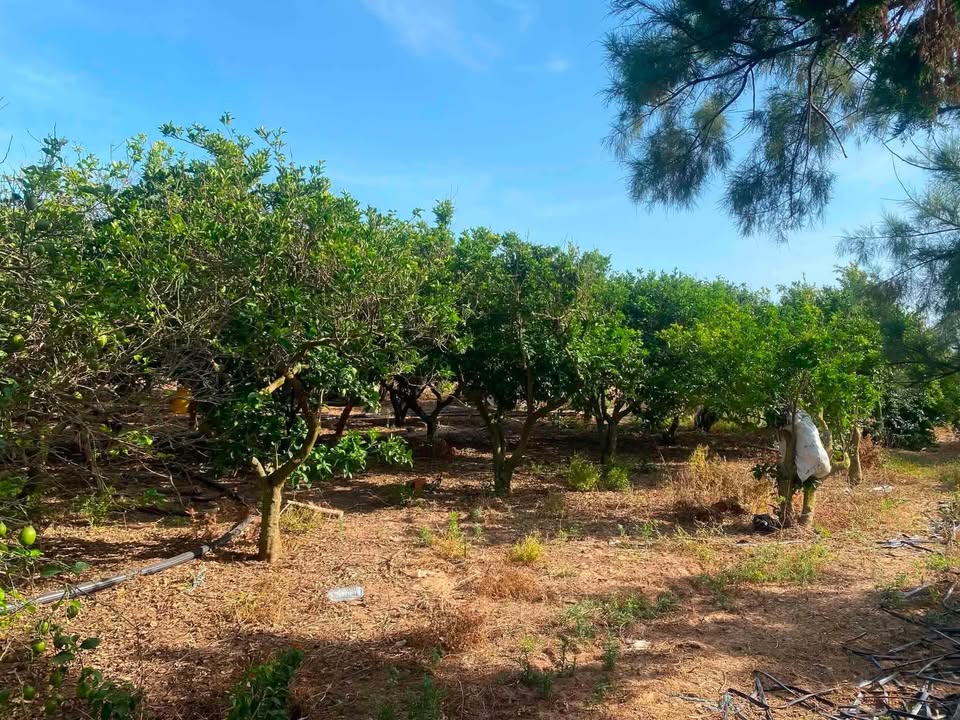 El Haouaria&nbsp;El Gorfa&nbsp;Terrain&nbsp;Terrain agricole&nbsp;Terrain agricole