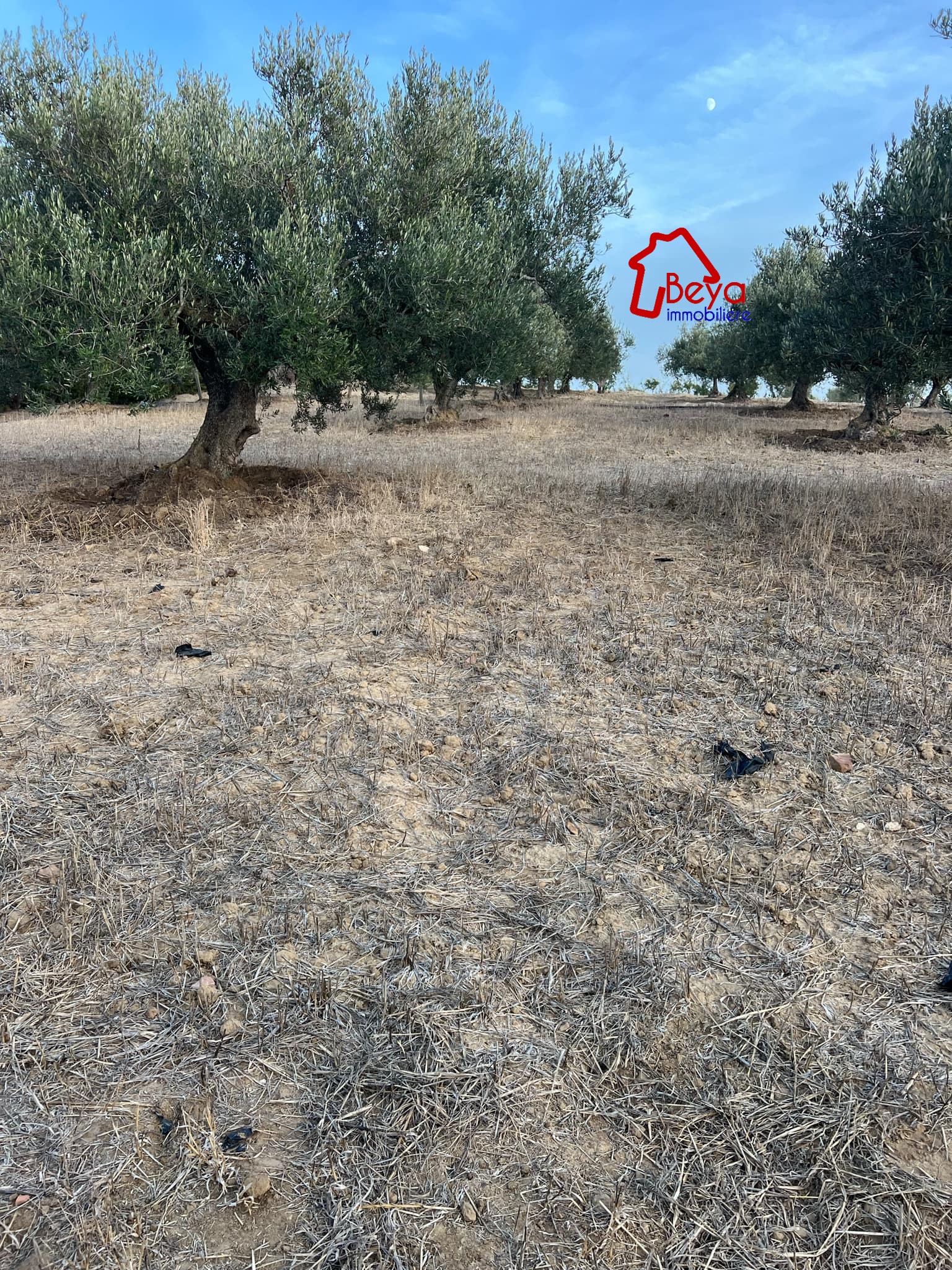 Hammamet&nbsp;Hammamet&nbsp;Terrain&nbsp;Terrain agricole&nbsp;Terrain zeinb vta007